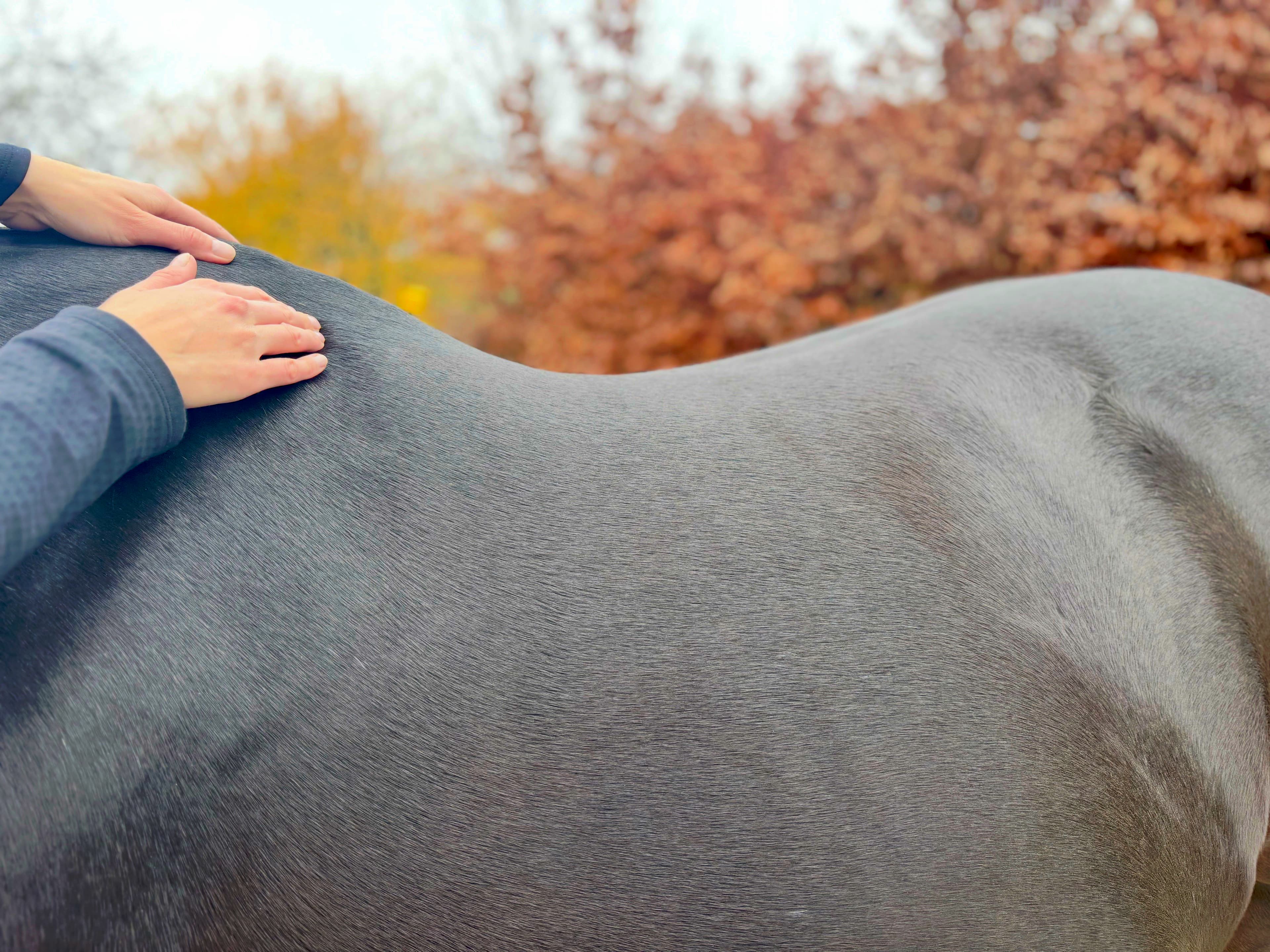 Pferd in Bewegung – Pferdephysiotherapie Gemeinsam Bewegen