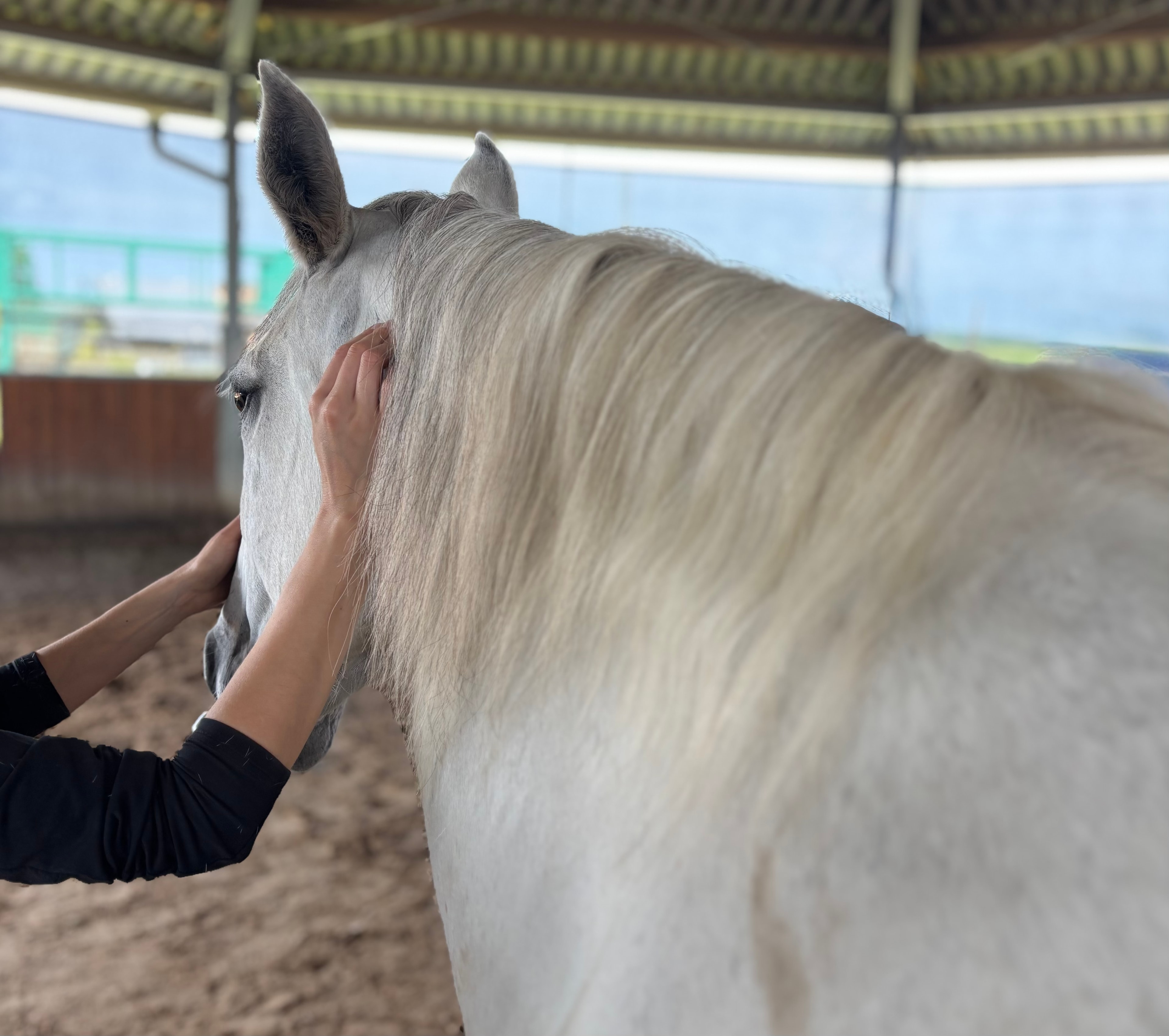 Therapeutische Behandlung eines Pferdes
